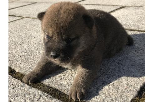 成約済の長崎県の柴犬-59801の15枚目