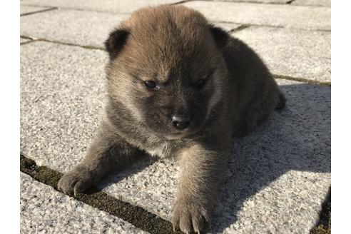 成約済の長崎県の柴犬-59801の14枚目