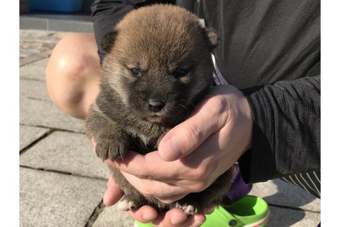 成約済の長崎県の柴犬-59801の13枚目