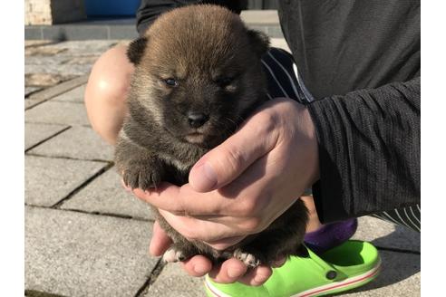 成約済の長崎県の柴犬-59801の12枚目