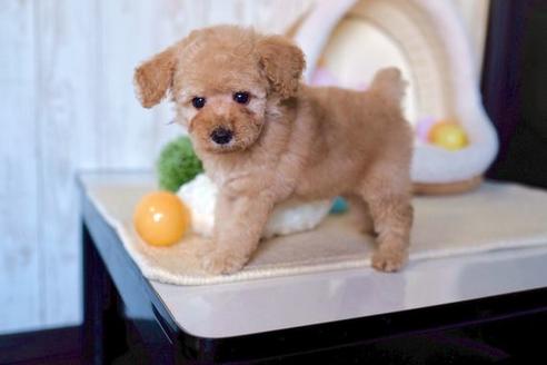 成約済の滋賀県のトイプードル-59010の1枚目