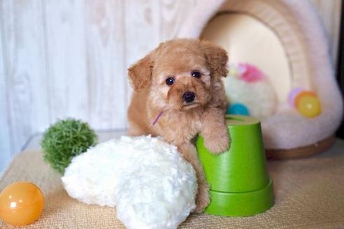 成約済の滋賀県のトイプードル-59010の5枚目