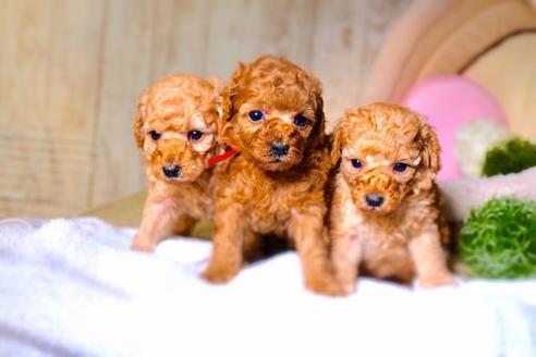 成約済の滋賀県のトイプードル-59010の4枚目