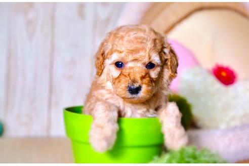 成約済の滋賀県のトイプードル-59010の3枚目