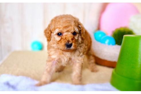 成約済の滋賀県のトイプードル-59010の2枚目