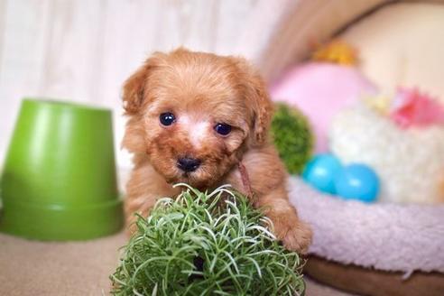 成約済の滋賀県のトイプードル-59026