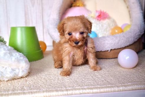 成約済の滋賀県のトイプードル-59026の5枚目