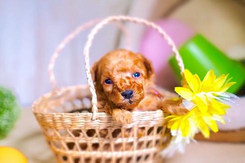 成約済の滋賀県のトイプードル-59026の3枚目