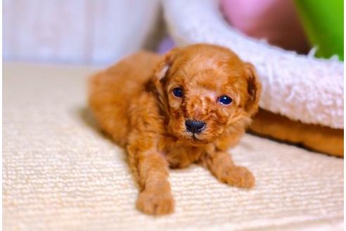 成約済の滋賀県のトイプードル-59026の2枚目