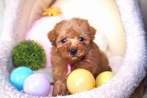 成約済の滋賀県のトイプードル-59027