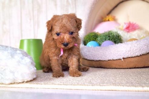 成約済の滋賀県のトイプードル-59027の5枚目