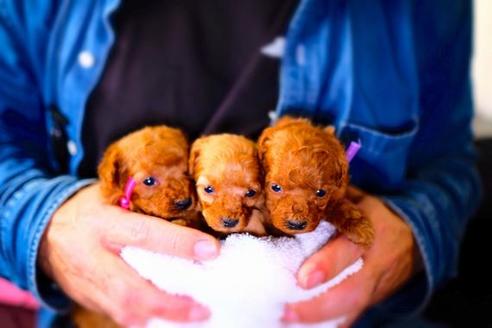 成約済の滋賀県のトイプードル-59027の4枚目