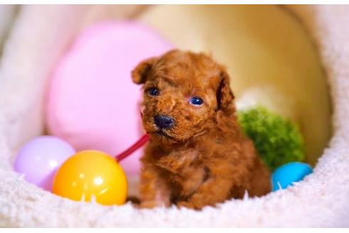 成約済の滋賀県のトイプードル-59027の3枚目