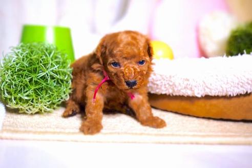 成約済の滋賀県のトイプードル-59027の2枚目