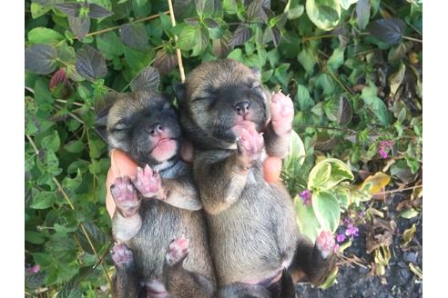 成約済の福岡県の豆柴-59809の3枚目