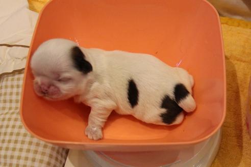 成約済の愛知県のシーズー-59821の37枚目