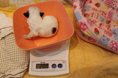 成約済の愛知県のシーズー-59821の36枚目