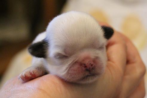 成約済の愛知県のシーズー-59821の35枚目