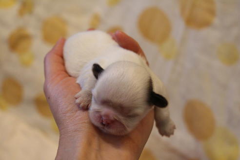 成約済の愛知県のシーズー-59821の34枚目