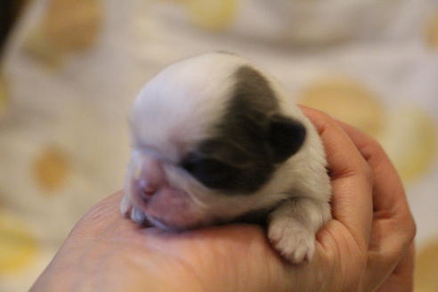 成約済の愛知県のシーズー-59823の78枚目