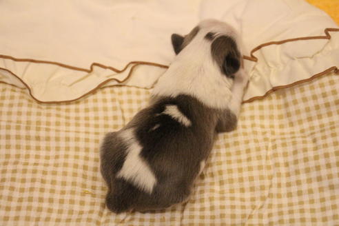 成約済の愛知県のシーズー-59823の77枚目