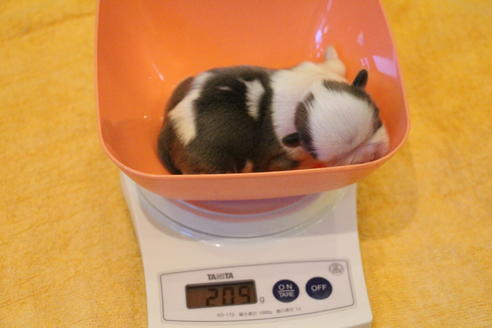 成約済の愛知県のシーズー-59823の76枚目