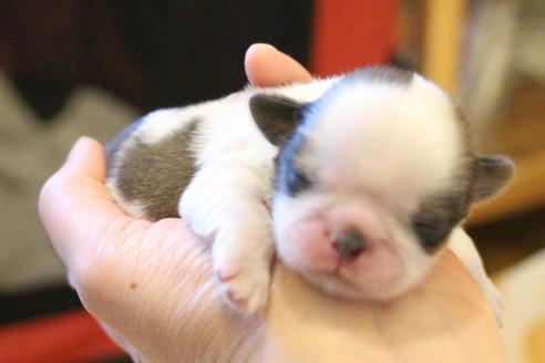 成約済の愛知県のシーズー-59824の31枚目