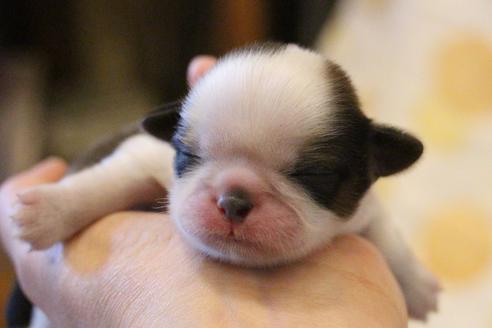 成約済の愛知県のシーズー-59824の30枚目