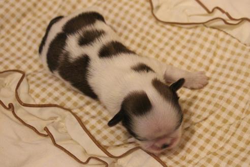 成約済の愛知県のシーズー-59824の29枚目