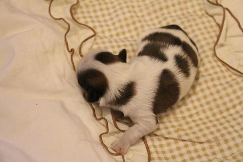 成約済の愛知県のシーズー-59824の28枚目