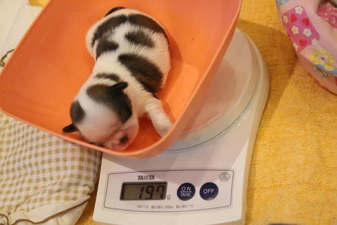 成約済の愛知県のシーズー-59824の27枚目