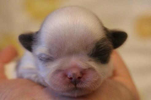 成約済の愛知県のシーズー-59825の30枚目