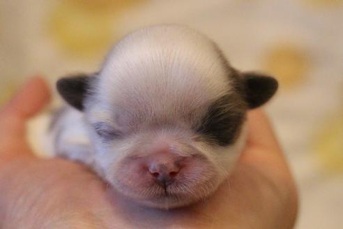 成約済の愛知県のシーズー-59825の29枚目