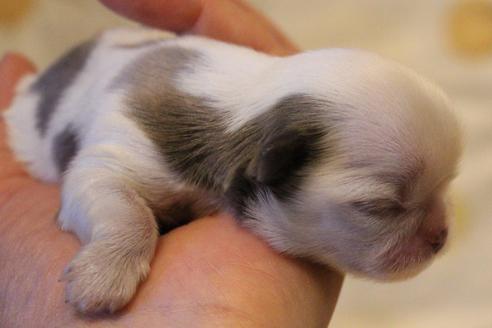 成約済の愛知県のシーズー-59825の28枚目