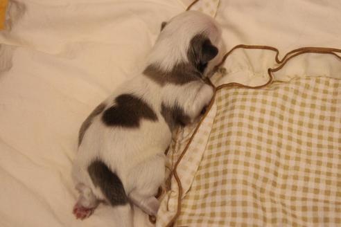 成約済の愛知県のシーズー-59825の27枚目