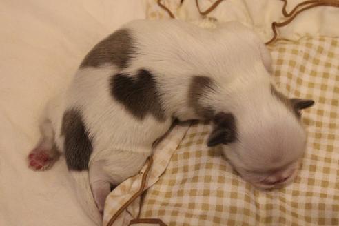 成約済の愛知県のシーズー-59825の26枚目