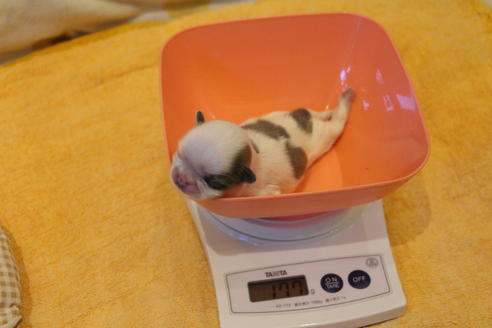 成約済の愛知県のシーズー-59825の25枚目