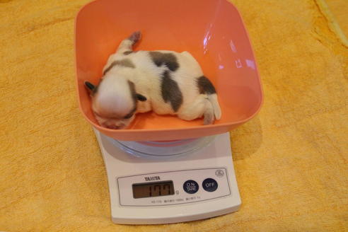 成約済の愛知県のシーズー-59825の24枚目