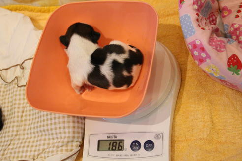 成約済の愛知県のシーズー-59826の27枚目