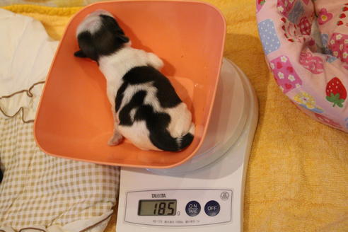 成約済の愛知県のシーズー-59826の26枚目