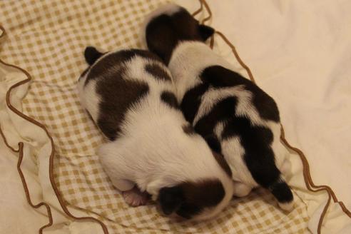 成約済の愛知県のシーズー-59826の25枚目