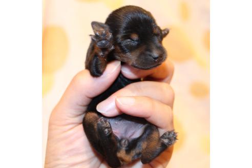 成約済の愛知県のミニチュアピンシャー(ミニピン)-59828の48枚目