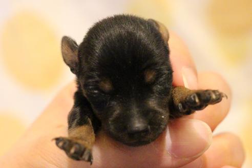 成約済の愛知県のミニチュアピンシャー(ミニピン)-59828の47枚目