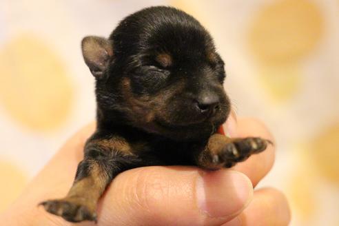 成約済の愛知県のミニチュアピンシャー(ミニピン)-59828の46枚目