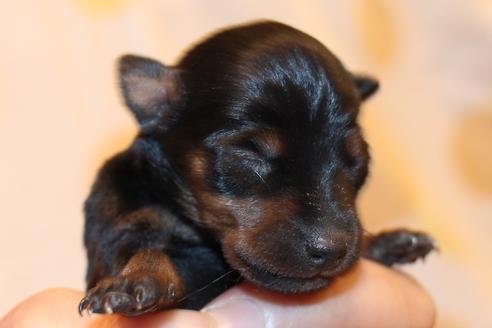 成約済の愛知県のミニチュアピンシャー(ミニピン)-59828の45枚目