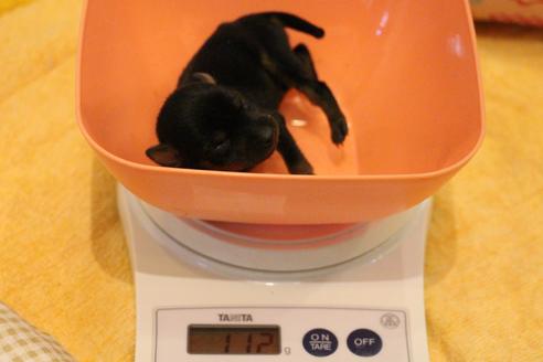 成約済の愛知県のミニチュアピンシャー(ミニピン)-59828の44枚目