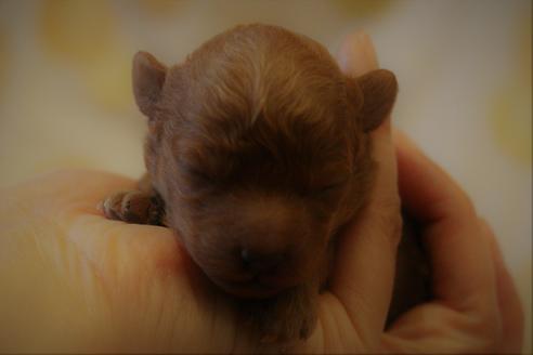 成約済の愛知県のトイプードル-59830の41枚目