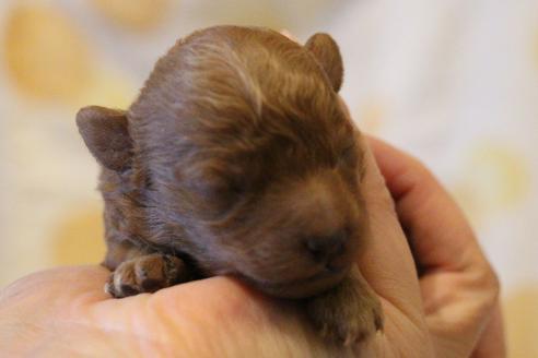 成約済の愛知県のトイプードル-59830の40枚目