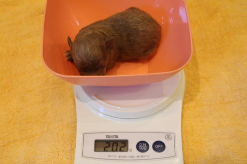 成約済の愛知県のトイプードル-59830の39枚目