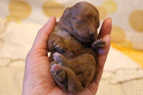 成約済の愛知県のトイプードル-59830の38枚目